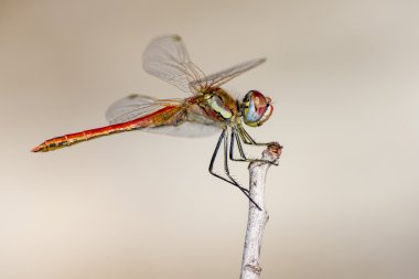 Kırmızı damarlı Dropwing, Trithemis arteriosa