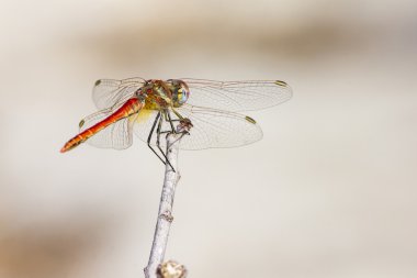 Kırmızı damarlı Dropwing, Trithemis arteriosa