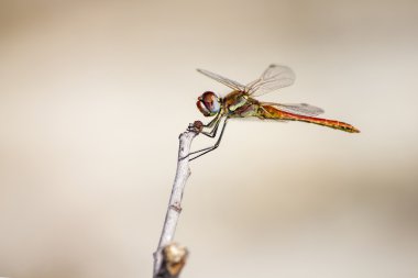 Kırmızı damarlı Dropwing, Trithemis arteriosa