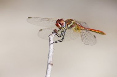 Kırmızı damarlı Dropwing, Trithemis arteriosa
