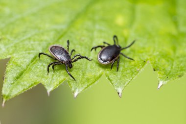Koyun Kenesi, Ixodes persulcatus