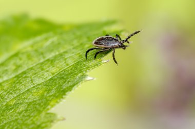 Koyun Kenesi, Ixodes persulcatus
