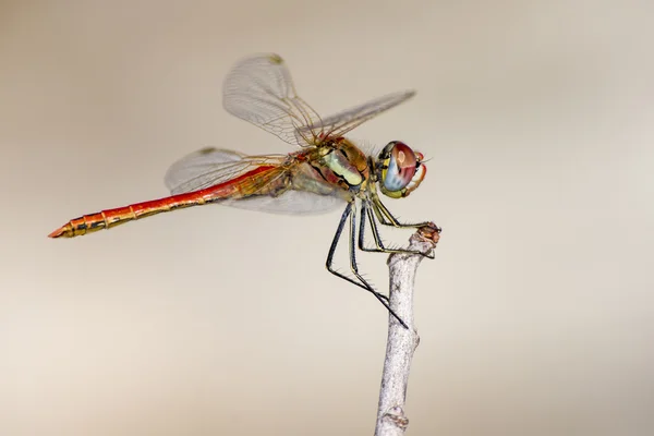 Kırmızı damarlı Dropwing, Trithemis arteriosa
