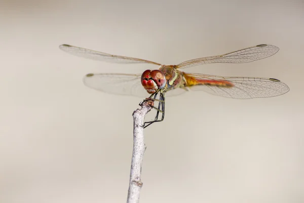 The  Red-veined Dropwing, Trithemis arteriosa — Stock Photo, Image