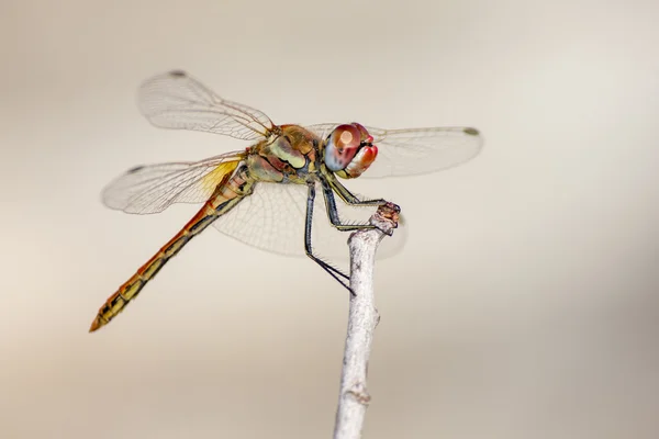 The  Red-veined Dropwing, Trithemis arteriosa — Stock Photo, Image