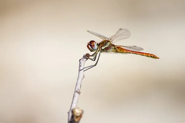 The  Red-veined Dropwing, Trithemis arteriosa — Stock Photo, Image