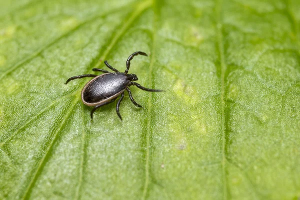 Koyun Kenesi, Ixodes persulcatus