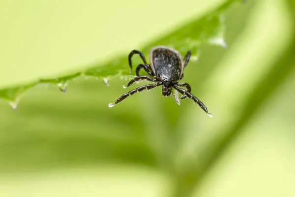 Koyun Kenesi, Ixodes persulcatus