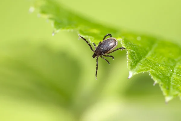 Fårfästningen, Ixodes persulcatus Royaltyfria Stockbilder