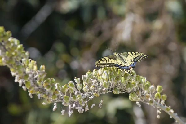 The Swallowtail, Papilio machaon — Stock Photo, Image