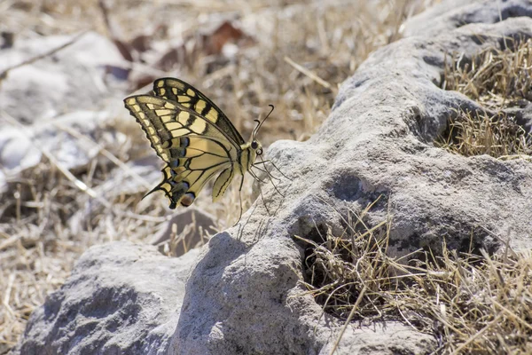 Swallowtail, Papilio machaon — Zdjęcie stockowe