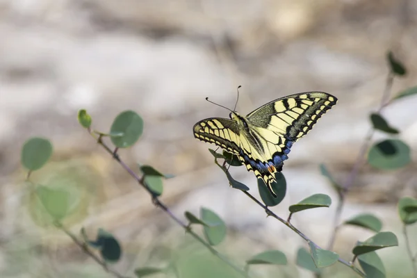 Το Swallowtail, Papilio Μαχάων — Φωτογραφία Αρχείου