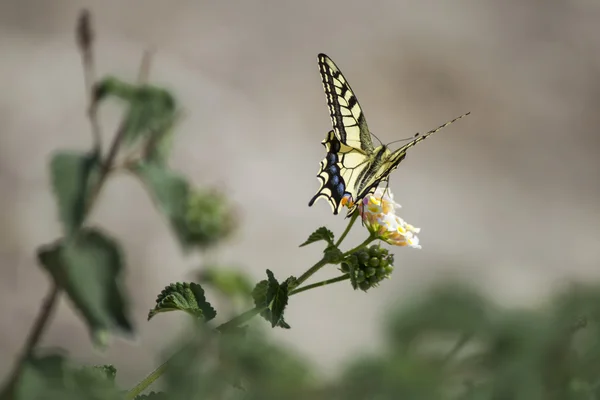 The Swallowtail, Papilio machaon — Stock Photo, Image