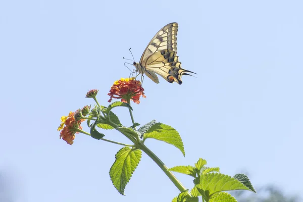 Papilio machaon Swallowtail — Stok fotoğraf