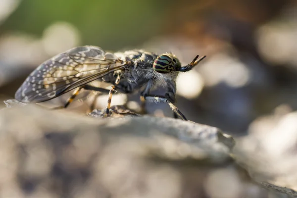 Porträtt av en häst-fly — Stockfoto