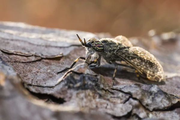 Porträtt av en häst-fly — Stockfoto