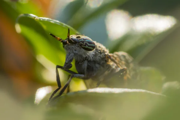 Porträtt av en häst-fly — Stockfoto