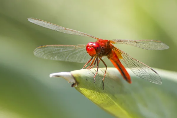 The Red-veined darter (Sympetrum fonscolombii) — Stock Photo, Image