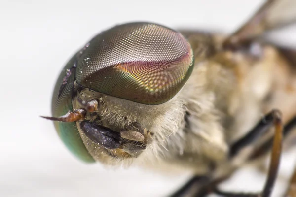 Portrait of a Horse-fly — Stock Photo, Image