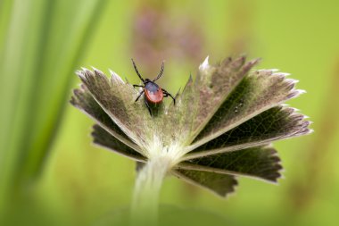 castor bean kene (Ixodes ricinus)