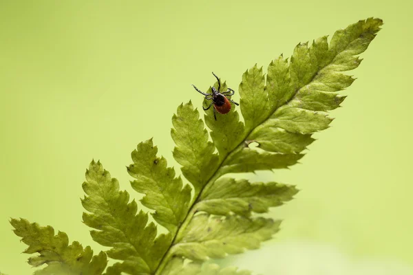 castor bean kene (Ixodes ricinus)