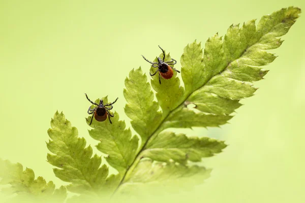 A carraça de mamona (Ixodes ricinus ) — Fotografia de Stock