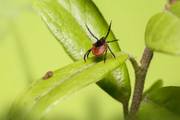 castor bean kene (Ixodes ricinus)
