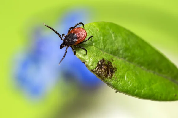 Касторовый клещ (Ixodes ricinus ) — стоковое фото