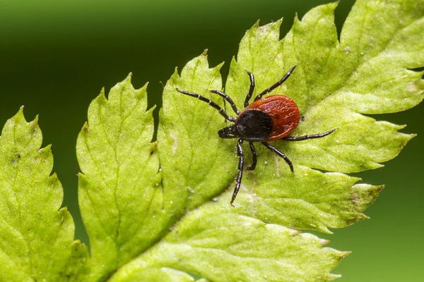 castor bean kene (Ixodes ricinus)