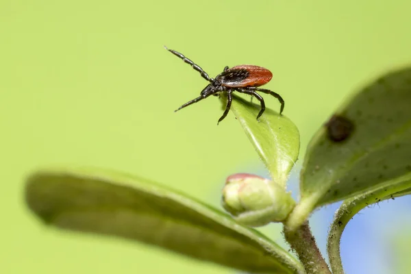 castor bean kene (Ixodes ricinus)