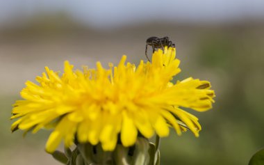 bir örümcek portresi