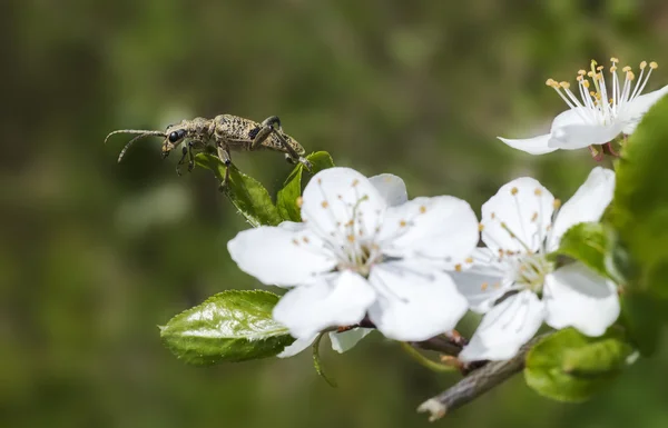 De blackspotted tangen ondersteuning kever, rhagium mordax — Stockfoto