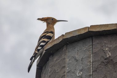 Avrasya ibibik (upupa epops)