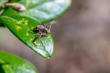Yaygın yengeç örümceği (Xysticus cristatus)