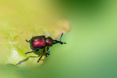 Aspen Yaprak saran Buğday bitleri (Byctiscus populi)