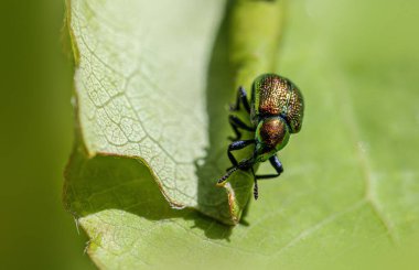 Aspen Yaprak saran Buğday bitleri (Byctiscus populi)