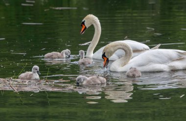 Dilsiz kuğu (Kuğu rengi))