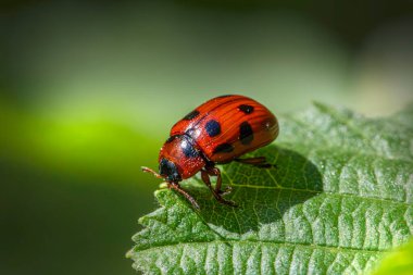 Amerikan Aspen Böceği (Gonioctena viminalis)