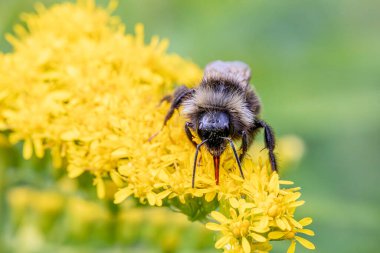 Bohem guguk kuşu yaban arısı (Bombus bohemicus)