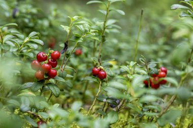Lingonberry, partridgeberry, dağ yaban mersini veya inek üzümü (Aşı vitis-idaea)