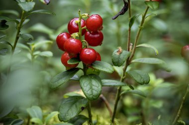 Lingonberry, partridgeberry, dağ yaban mersini veya inek üzümü (Aşı vitis-idaea)