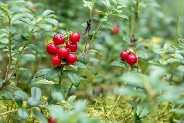 Lingonberry, partridgeberry, dağ yaban mersini veya inek üzümü (Aşı vitis-idaea)