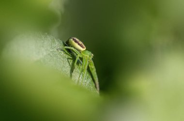 Yeşil yengeç örümceği (Diaea dorsata)