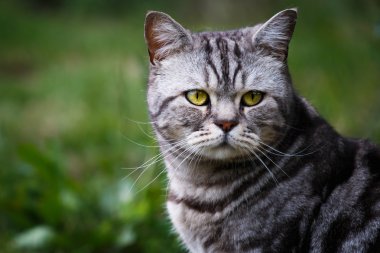 Garden güzel yeşil gözlü Anasayfa kedi