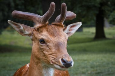 Genç alageyik tehlikeden yakındaki gözlemlemek