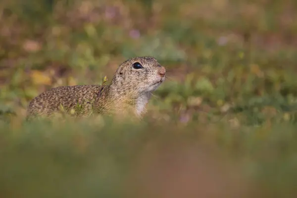 Small Funny Ground Squirrel Meadow Flowers — Stock Photo, Image