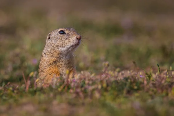 Small Funny Ground Squirrel Meadow Flowers — Stock Photo, Image