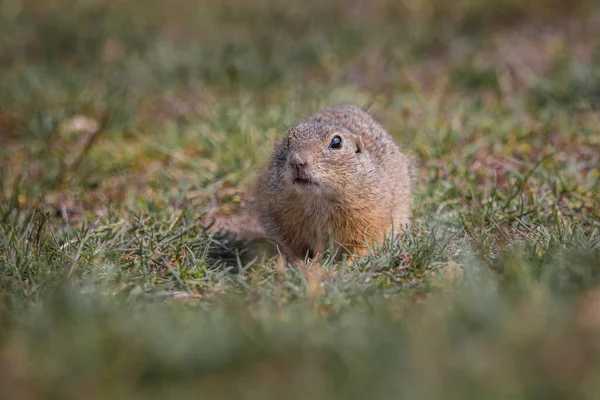 Small Funny Ground Squirrel Meadow Flowers — Stock Photo, Image