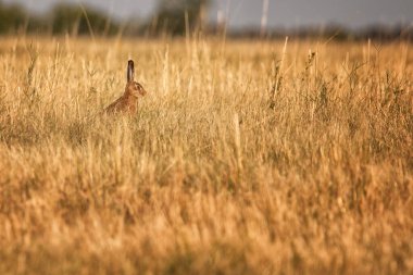 Yaz boyunca tarlada yetişen genç tavşanlar