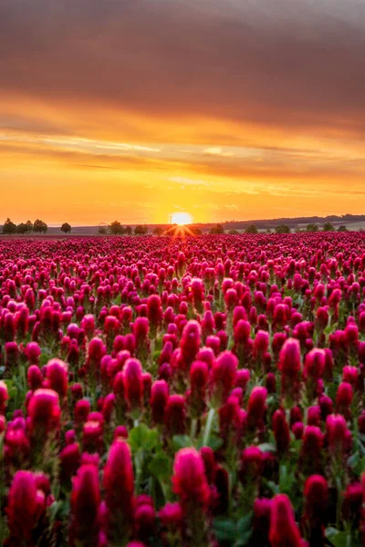 Закат Над Цветущим Клевером Лужайке — стоковое фото